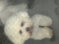 실종동물을 찾습니다 - 도그짱