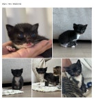 국내유일 안심분양 서비스 - 도그짱