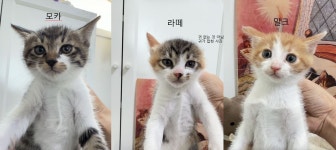 국내유일 안심분양 서비스 - 도그짱