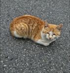 국내유일 안심분양 서비스 - 도그짱