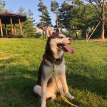 펫도우미지원 집에 소형견 3 대형견 1 기르는 개아범입니다..옥탑마당을 갖추고 있습 - 도그짱 펫시터