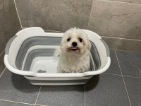 펫도우미지원 강아지 잘 키우고 있는 뽀숑이 엄마 인데요✋💗 - 도그짱 펫시터