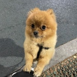 펫도우미지원 안녕하세요! 믿고 맡길 수 있는 따뜻한 펫시터입니다 안녕하세요, 저는 - 도그짱 펫시터