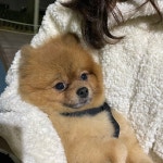 펫도우미지원 안녕하세요! 믿고 맡길 수 있는 따뜻한 펫시터입니다 안녕하세요, 저는 - 도그짱 펫시터