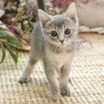 펫도우미지원 test - 도그짱 펫시터