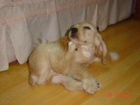 국내유일 안심분양 서비스 - 도그짱