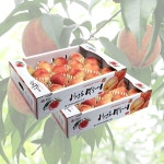 달콤과즙가득 털복숭아 1+1 털복숭아 4.5kg 25-28과 - 2%할인 10,900원