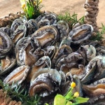 완도전복 라면전복 15~25마리 300g - 11%할인 8,900원