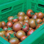 자연속애/쥬스용 토마토 10kg /산지직송/못난이 쥬스용 - 20,900원