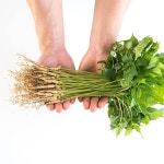 산골짜기농장 김영수농부의 새싹삼 랜덤50뿌리 - 33%할인 8,610원