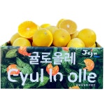 고당도 제주 황금향 4.5kg 시지않은 중대과(농할20%할인 ) - 24,900원