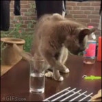 고양이 약올리기.gif - DogDrip.Net 개드립