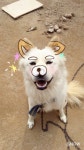 우리집 똥댕댕이 올려본다 - DogDrip.Net 개드립