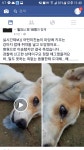 댕댕이와 냥이.... - DogDrip.Net 개드립