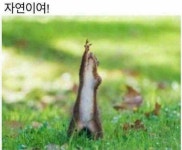 인싸에게 빼앗긴 람쥐썬더 - DogDrip.Net 개드립