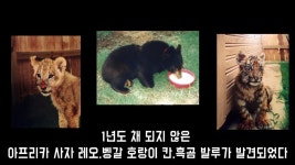 곰 사자 호랑이를 한 우리에 넣다.jpg - DogDrip.Net 개드립
