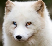 신비로운 오드아이 - DogDrip.Net 개드립