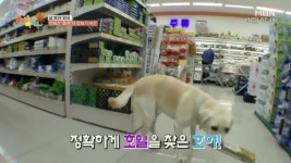 천재견 호야 - DogDrip.Net 개드립
