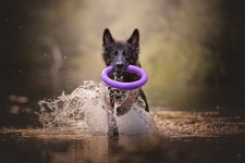 (스압) 댕댕이 전문 사진작가 작품들 - DogDrip.Net 개드립