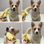 개정색 - DogDrip.Net 개드립