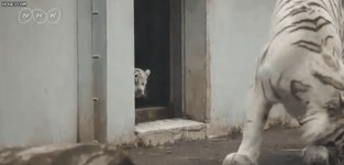 백호 두마리.gif - DogDrip.Net 개드립