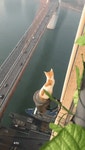 높은곳 고양이 - DogDrip.Net 개드립