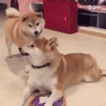 건들지 마라 시바 - DogDrip.Net 개드립