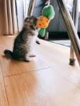 안녕? 내 고양이 이름좀 지어줄래? - DogDrip.Net 개드립
