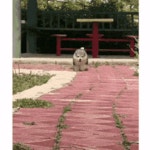 절벽을 보고 당황한 댕댕이 - DogDrip.Net 개드립