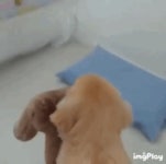 (ㅎㅂ)트월킹 ㅗㅜㅑ.gif - DogDrip.Net 개드립