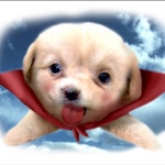 혼란을 틈타 개고기 말고 개죽 - DogDrip.Net 개드립