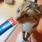 맛있게 먹고 간다고 도장 찍어줌 - DogDrip.Net 개드립