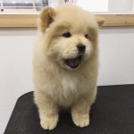 복실복실 강아지 커여워..(심쿵주의/ 데이터주의) - DogDrip.Net 개드립