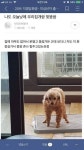 우리집 개랑 똥쌈.jpg - DogDrip.Net 개드립