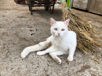 농장에서 발견한 냥이 - DogDrip.Net 개드립