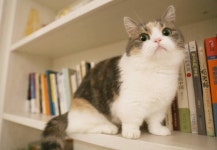 아껴 써야한다는 고양이 근황.cat - DogDrip.Net 개드립