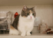 아껴 써야한다는 고양이 근황.cat - DogDrip.Net 개드립