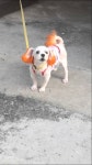 해피 - DogDrip.Net 개드립
