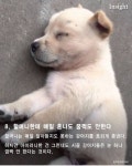 시골댕댕이들 특징.jpg - DogDrip.Net 개드립