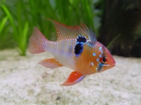 귀여운 물꼬기 보고가십셔 - DogDrip.Net 개드립