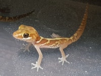 안녕 예전에 메추리 키우던 개붕이야 오랜만에 글쓰네! - DogDrip.Net 개드립