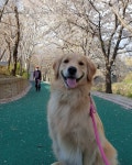 아이스 댕댕이 - DogDrip.Net 개드립