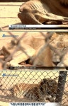 베네수엘라 동물들 좃나 불쌍하누 - DogDrip.Net 개드립