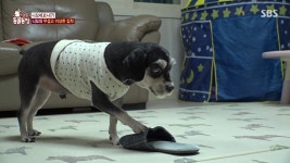 동물농장 역대급 갸샛끼 - DogDrip.Net 개드립