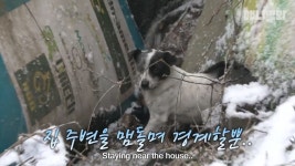 점순이는 왜 2년이 넘도록 폐가에 살고있을까? - DogDrip.Net 개드립