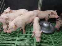 돼지가 깨끗하긴 깨끗함 - DogDrip.Net 개드립