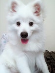 포메인줄 알았는데 커보니까 스피츠인 울집 댕댕이 - DogDrip.Net 개드립