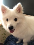 포메인줄 알았는데 커보니까 스피츠인 울집 댕댕이 - DogDrip.Net 개드립