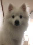 포메인줄 알았는데 커보니까 스피츠인 울집 댕댕이 - DogDrip.Net 개드립