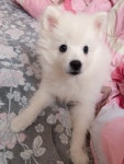 포메인줄 알았는데 다 커보니 스피츠인 울집 댕댕이 새끼때 - DogDrip.Net 개드립